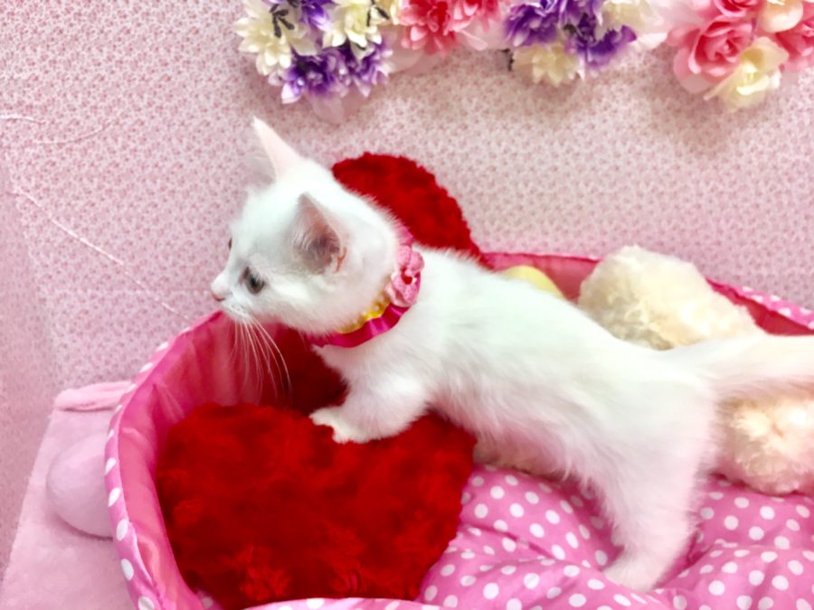 とにかく好奇心旺盛 マンチカン - マルワン大倉山店