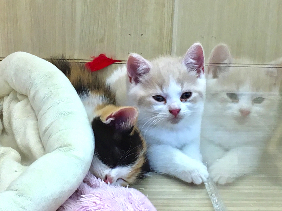 眠たそうな表情 | マンチカン - マルワン大倉山店