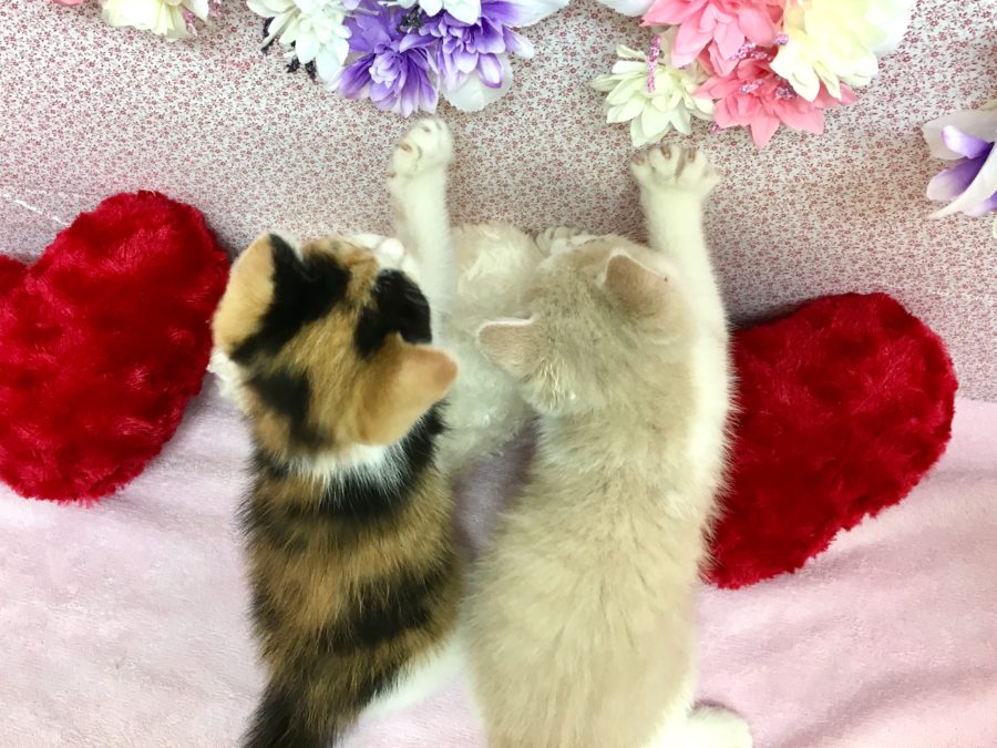3パターンの足の長さ | マンチカン - マルワン大倉山店