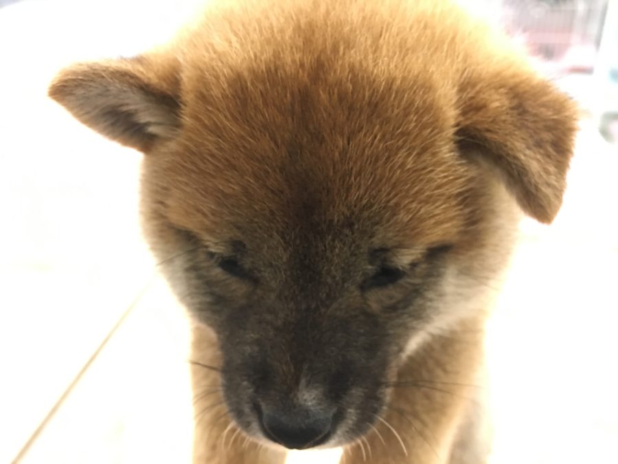 片方だけ折れているお耳は 柴犬 - マルワン大倉山店