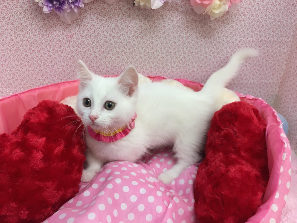 注目ポイントの純白 マンチカン - マルワン大倉山店