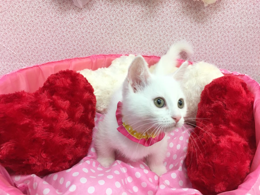 鼻筋がシュッとしています マンチカン - マルワン大倉山店