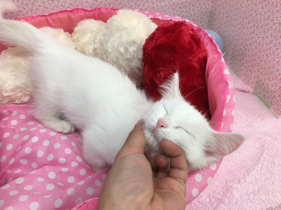甘えん坊さんモード マンチカン - マルワン大倉山店