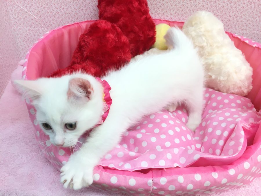 とにかく好奇心旺盛 マンチカン - マルワン大倉山店