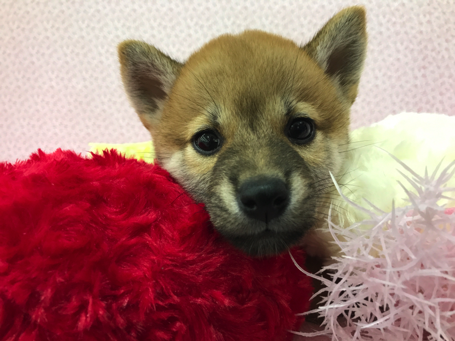 赤柴 | 柴犬 - マルワン鎌ヶ谷店