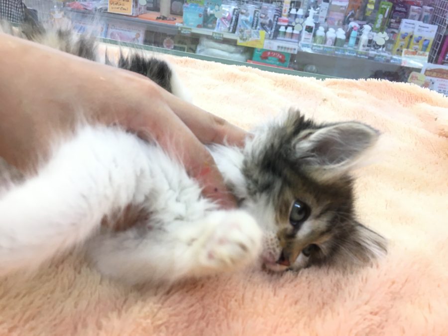 もっと撫でて〜 | ノルウェージャン・フォレストキャット - マルワン大倉山店