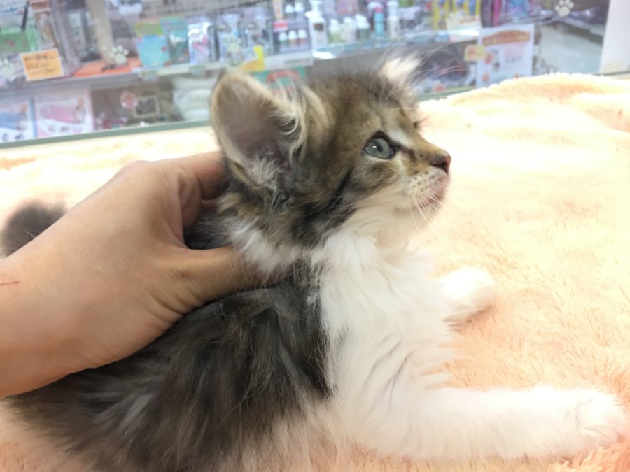 お首むにむに | ノルウェージャン・フォレストキャット - マルワン大倉山店