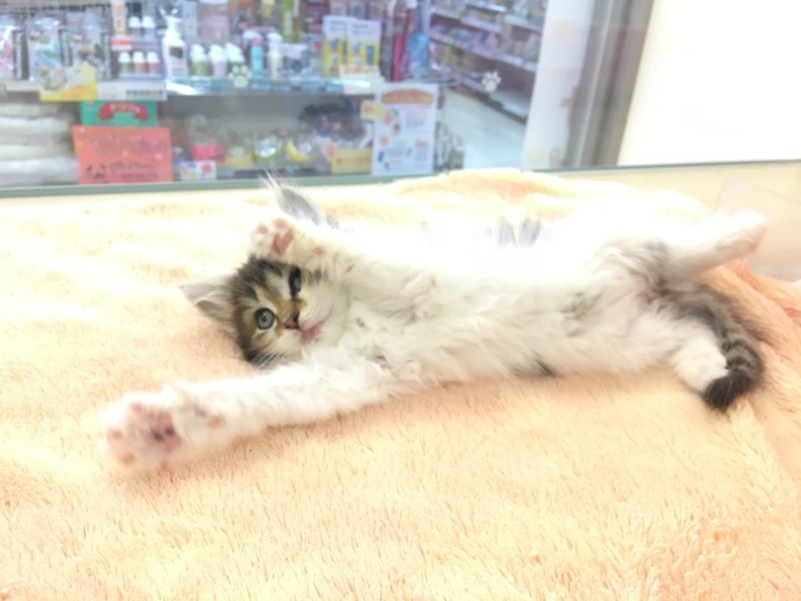 おねだり | ノルウェージャン・フォレストキャット - マルワン大倉山店