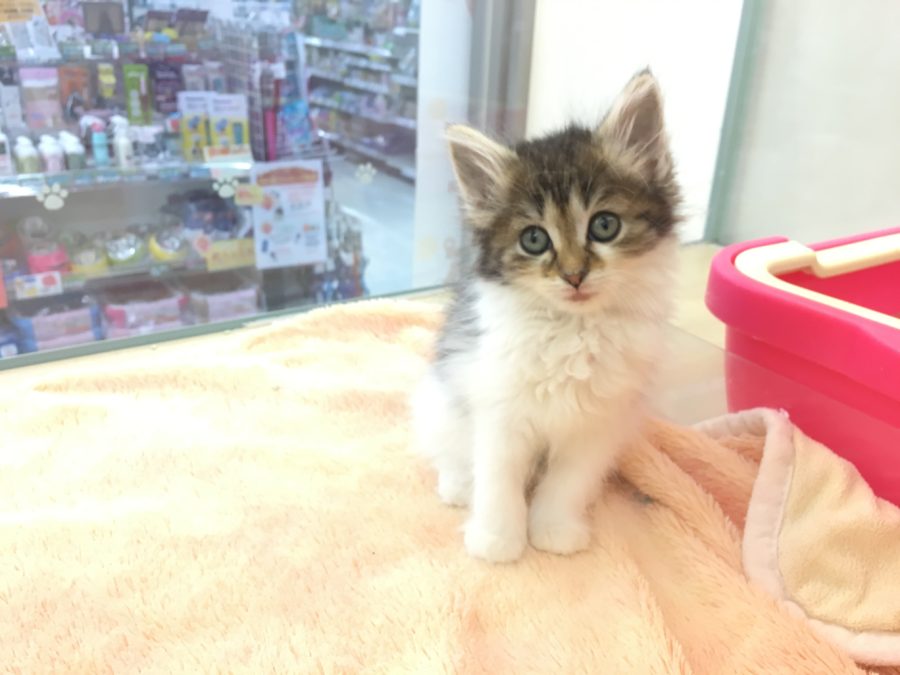 ここでも待ちます | ノルウェージャン・フォレストキャット - マルワン大倉山店
