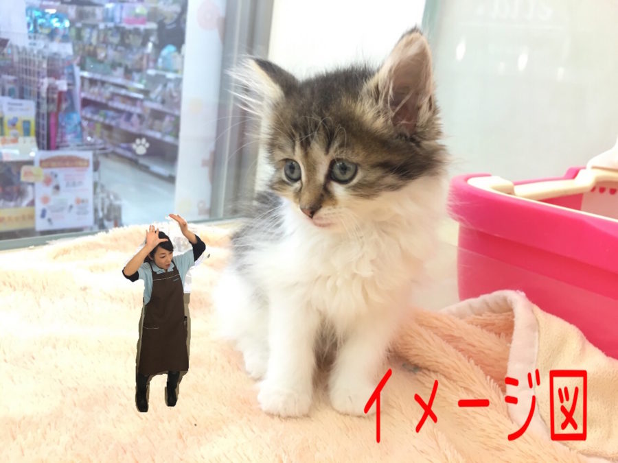 大型猫種代表にゃんこ | ノルウェージャン・フォレストキャット - マルワン大倉山店
