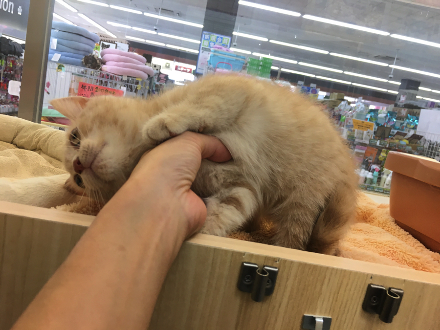 前も撫でて | ブリティッシュ・ショートヘア - マルワン大倉山店