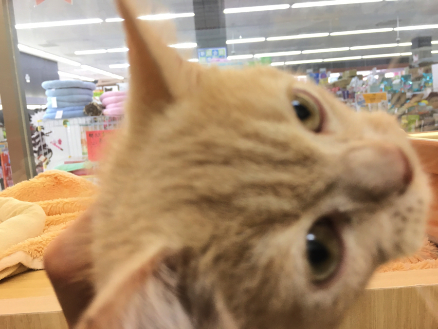 撫でてとグイグイ催促 | ブリティッシュ・ショートヘア - マルワン大倉山店