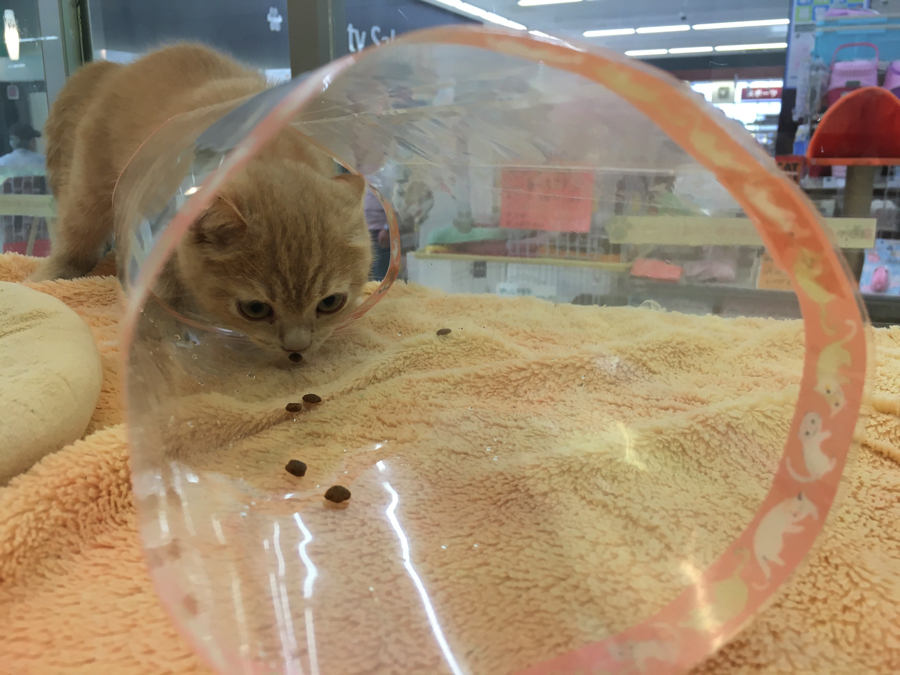 お手製キャットトンネル | ブリティッシュ・ショートヘア - マルワン大倉山店