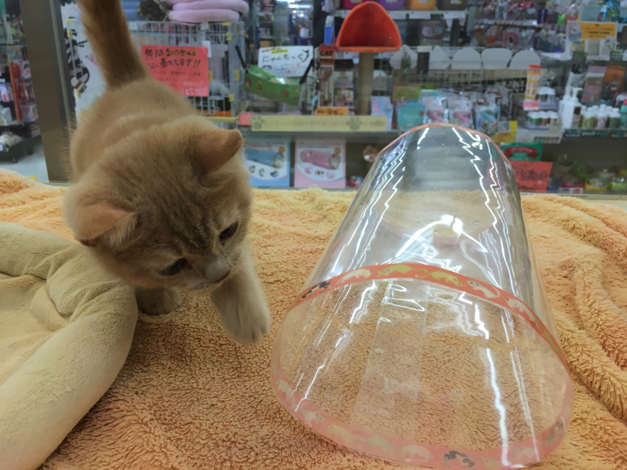 お手製キャットトンネル | ブリティッシュ・ショートヘア - マルワン大倉山店