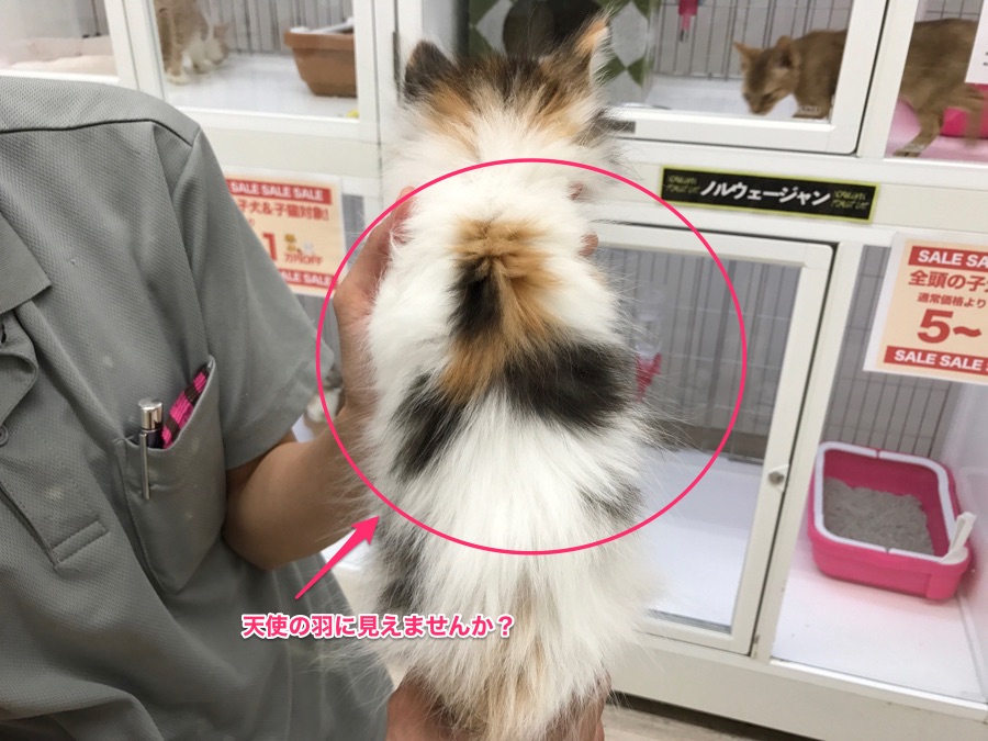 背中には三毛の模様で天使の羽 ノルウェージャンフォレストキャット - マルワン東日暮里店