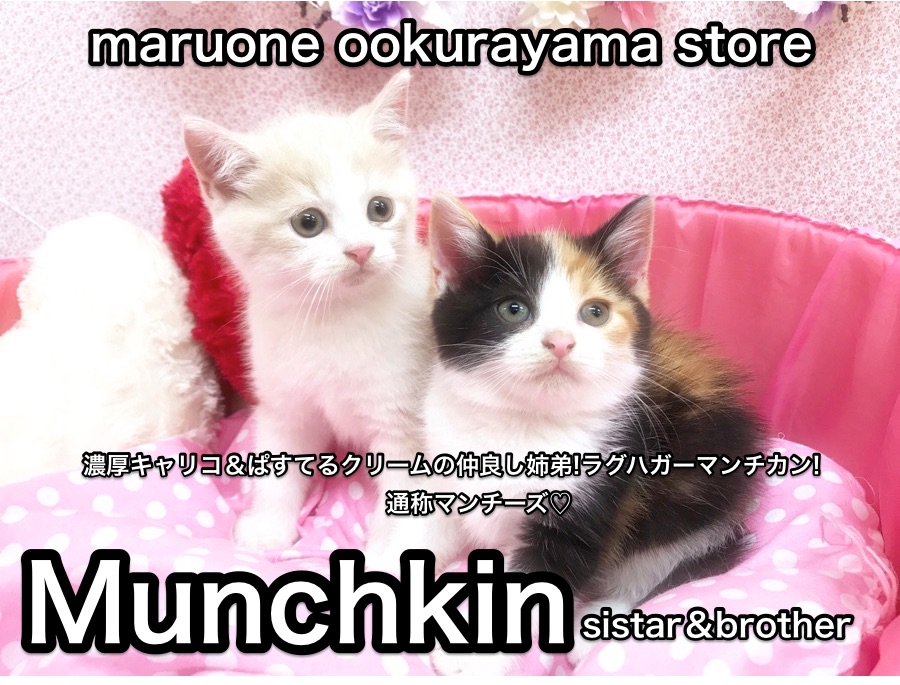 【マンチカン】濃厚キャリコ＆ぱすてるクリームの仲良し姉弟!ラグハガーマンチカン!通称マンチーズ♡大倉山店No.6130578/No.6130579