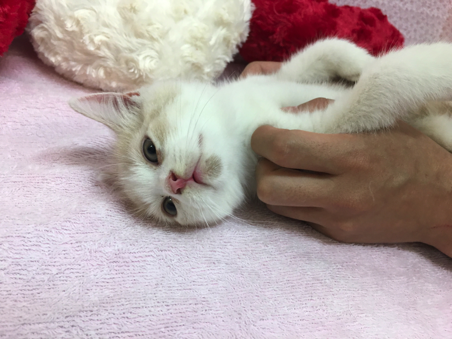 ひっくり返しながらマッサージ | マンチカン - マルワン大倉山店