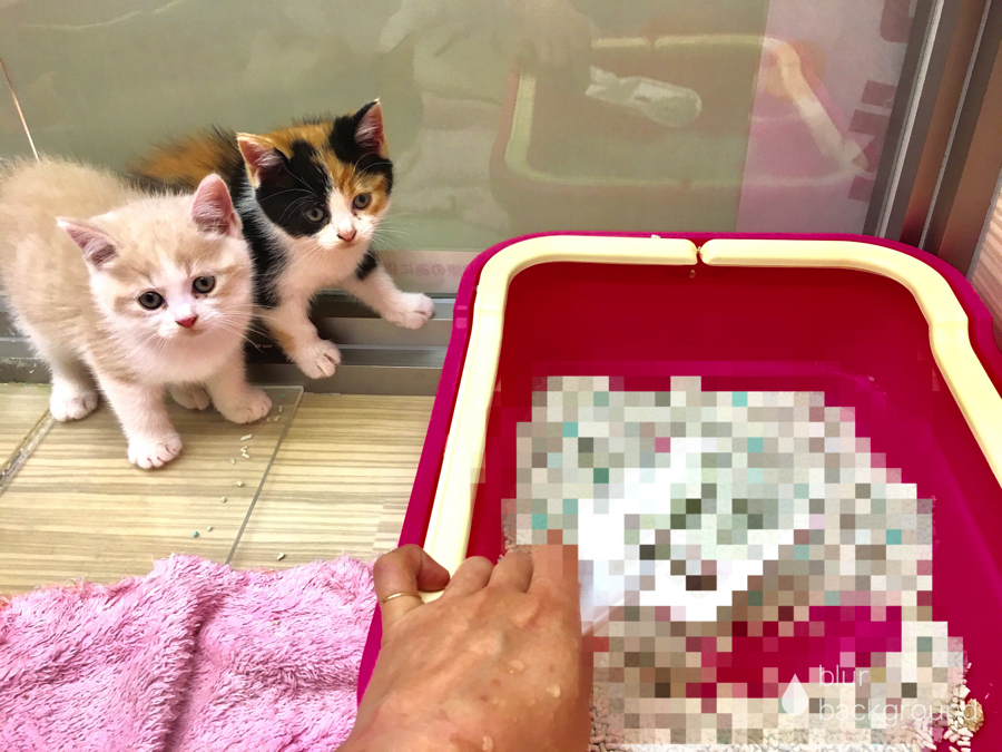 おトイレを綺麗にします | マンチカン - マルワン大倉山店