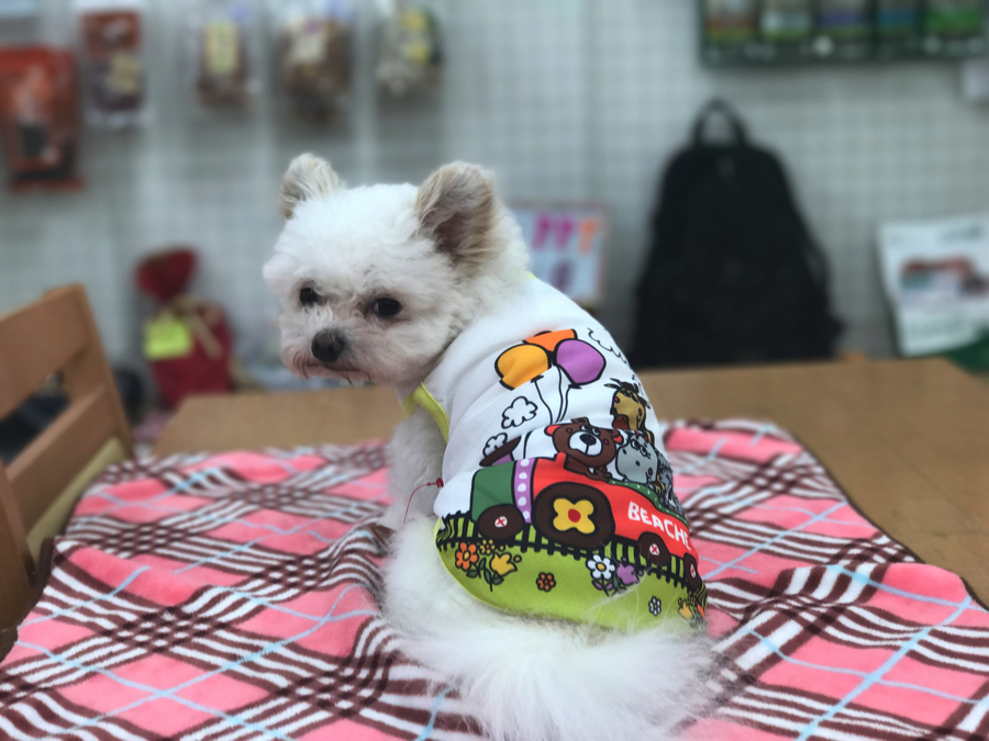 夏向け犬の洋服 - クークチュール