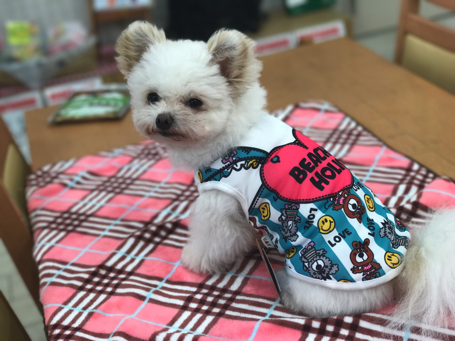 夏向け犬の洋服 - クークチュール