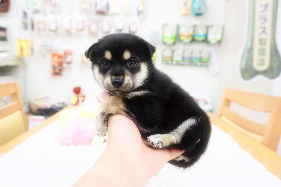 手のひら撮影も一発OK | 柴犬 - マルワン白楽店