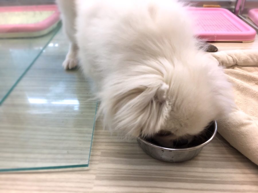 ごはん大好き ペキニーズ - マルワン大倉山店