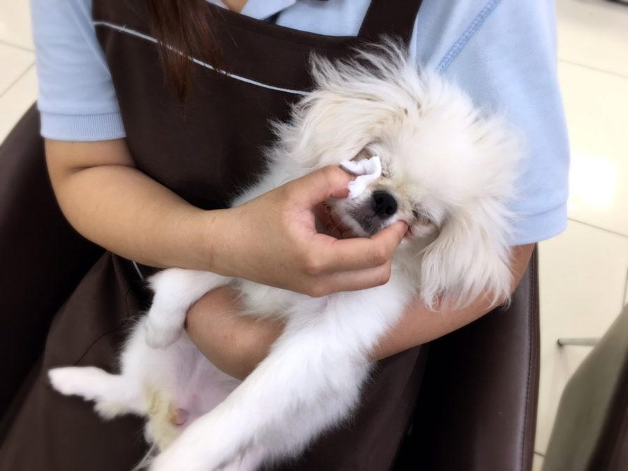 お鼻まわりのお掃除 ペキニーズ - マルワン大倉山店