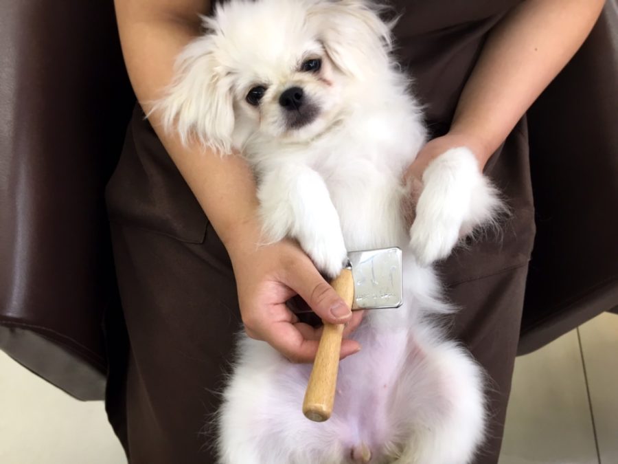 ブラッシング ペキニーズ - マルワン大倉山店