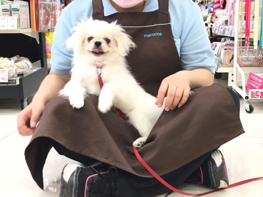 スタッフのお膝に座ってます ペキニーズ - マルワン大倉山店