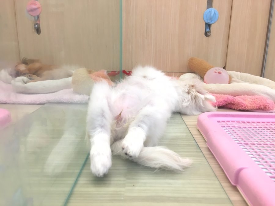 お昼寝タイム ペキニーズ - マルワン大倉山店