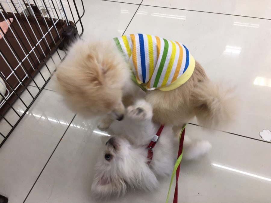 全力の遊び ペキニーズ - マルワン大倉山店