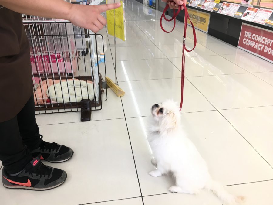 おすわりトレーニング ペキニーズ - マルワン大倉山店