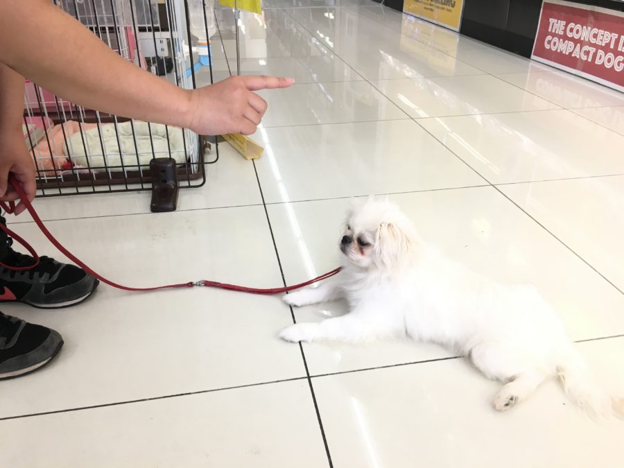 ふせトレーニング ペキニーズ - マルワン大倉山店