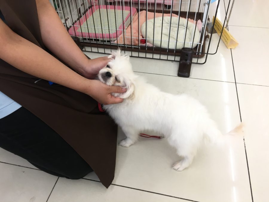 おいでトレーニング ペキニーズ - マルワン大倉山店