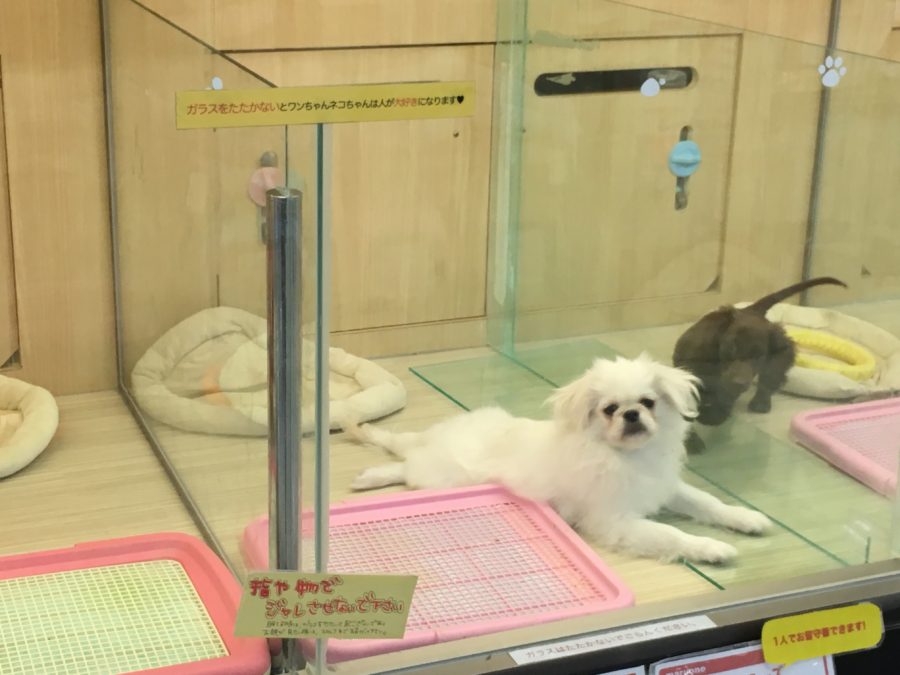ガラス越しにじっと見つめるペキニーズ - マルワン大倉山店
