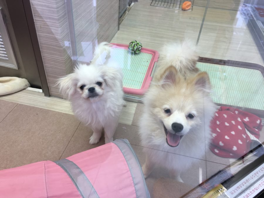 大倉山店のペキニーズは超社交的 - マルワン大倉山店