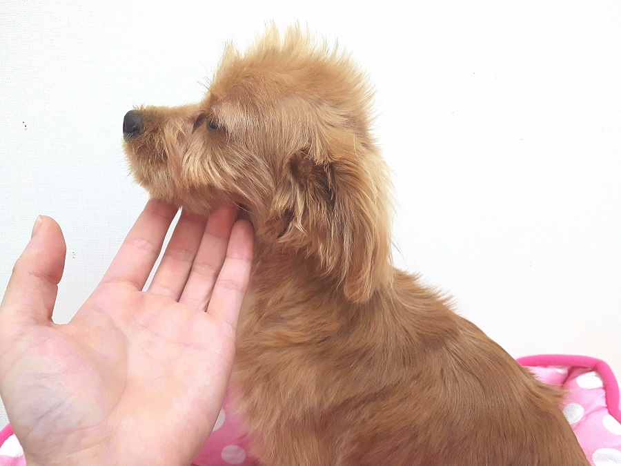 横顔からのモヒカン | MIX犬（チワワ×トイ・プードル） - マルワン武蔵浦和