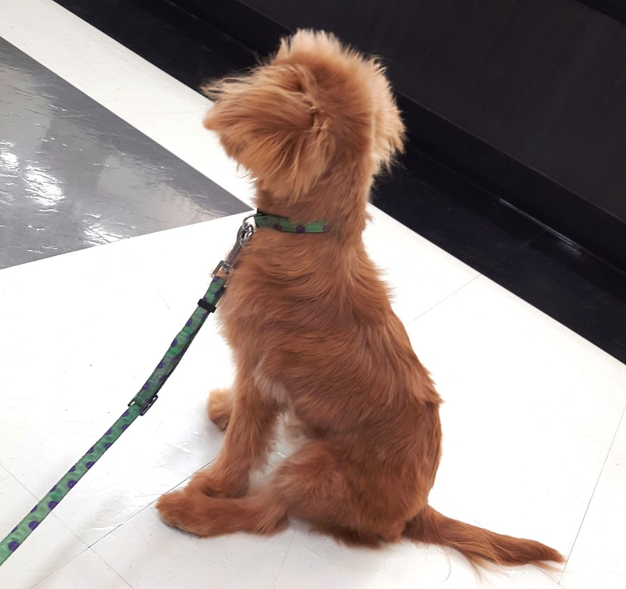 後姿からのモヒカン | MIX犬（チワワ×トイ・プードル） - マルワン武蔵浦和
