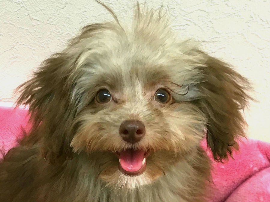 2017年6月現在の写真 | チワプー（チワワ×トイ・プードル） MIX犬 - マルワン志村坂下