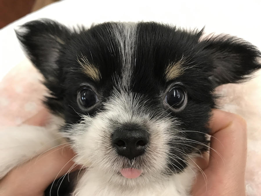 MIX犬：ポメラニアン×ヨークシャーテリア - マルワン相模大塚店