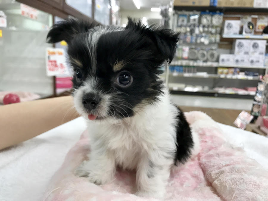 真顔の写真 | MIX犬：ポメラニアン×ヨークシャーテリア - マルワン相模大塚店