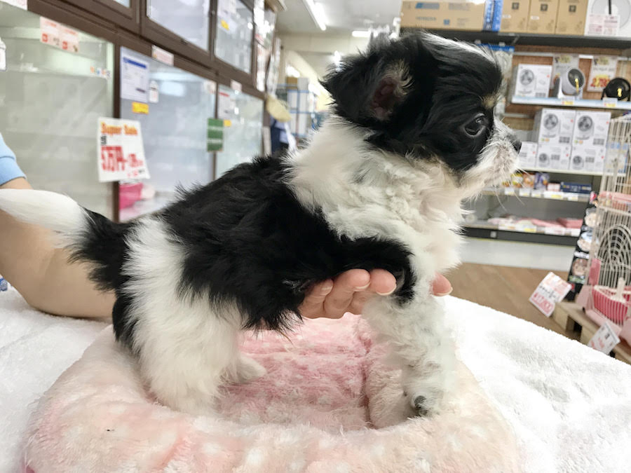 サイドショットをパシャり | MIX犬：ポメラニアン×ヨークシャーテリア - マルワン相模大塚店