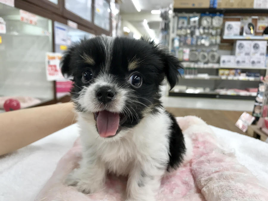 ポメスマイル | MIX犬：ポメラニアン×ヨークシャーテリア - マルワン相模大塚店