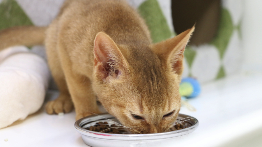 ご飯タイムの写真 | アビシニアン - マルワン東日暮里店