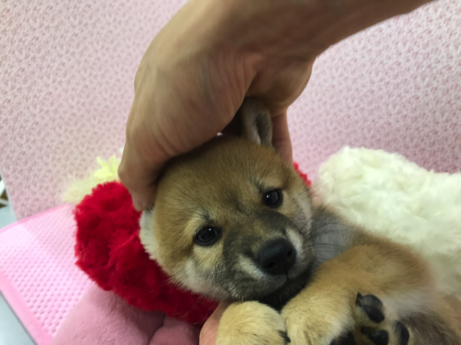 とても飼いやすい犬種 | 柴犬 - マルワン鎌ヶ谷店