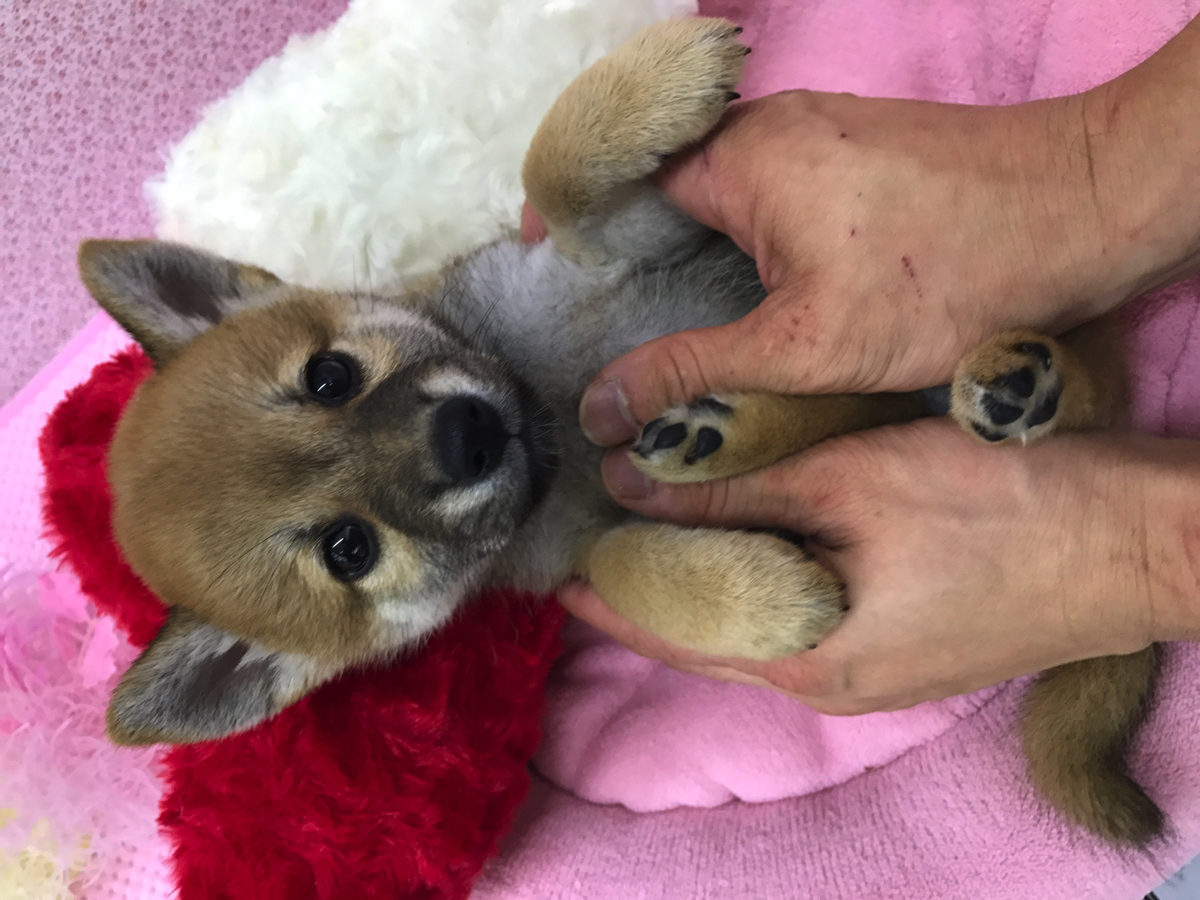 小さい時のトレーニングは重要 | 柴犬 - マルワン鎌ヶ谷店