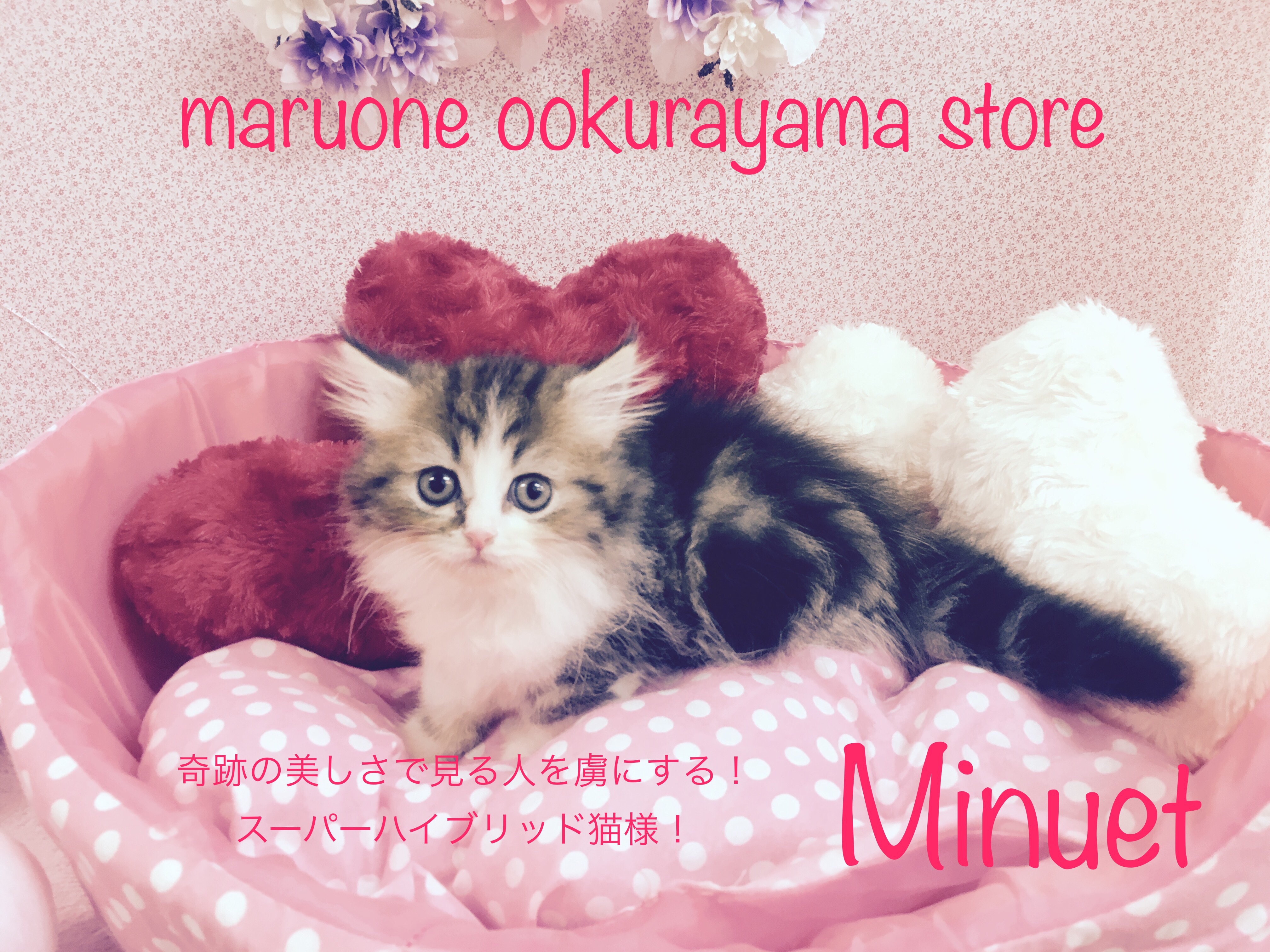 【ミヌエット】奇跡の美しさで見る人を虜にするスーパーハイブリッド猫様!大倉山店No.6130575