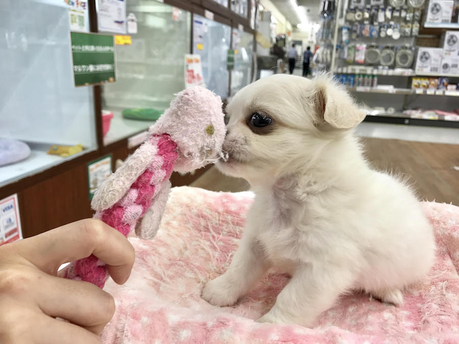 >おもちゃで遊んでみよう | MIX犬（チワワ × ペキニーズ） - マルワン相模大塚