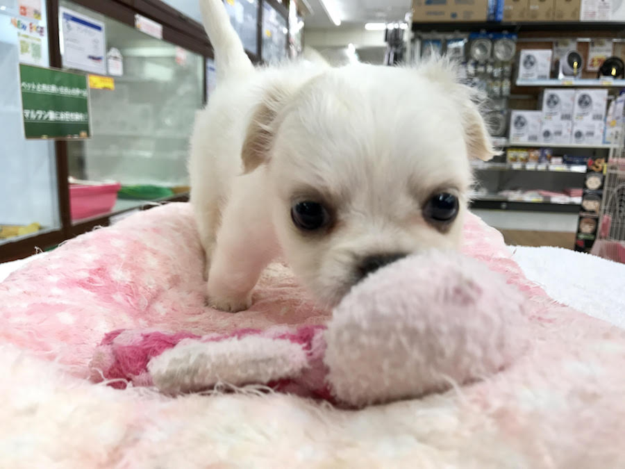 >おもちゃで遊んでみよう | MIX犬（チワワ × ペキニーズ） - マルワン相模大塚