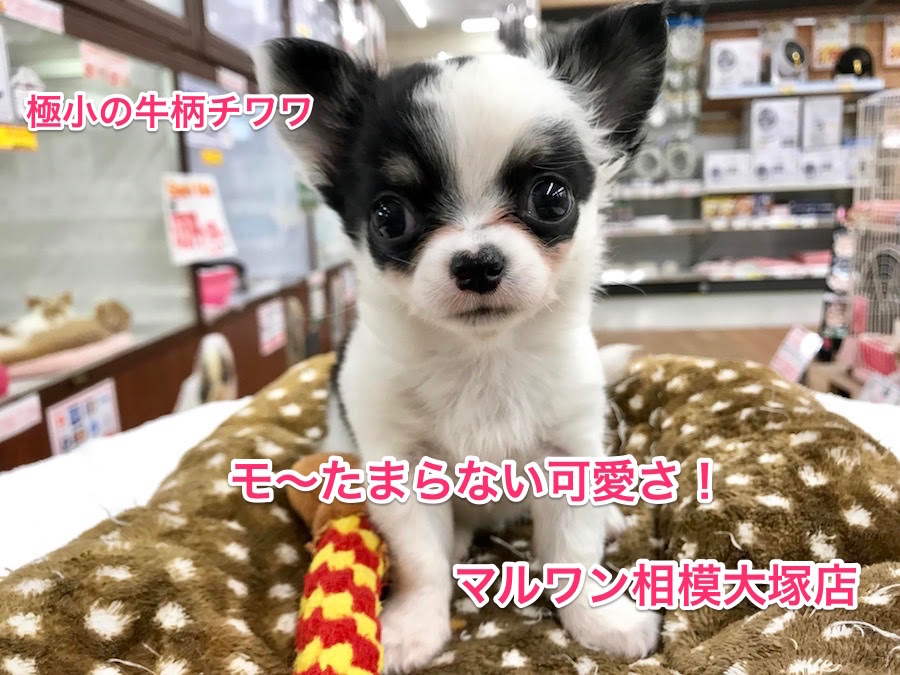 【牛柄のチワワ】極小で特別な模様のチワワがやってきた！通称「ウシチワワ」降臨！：マルワン相模大塚店PickupベイビーNo.814375